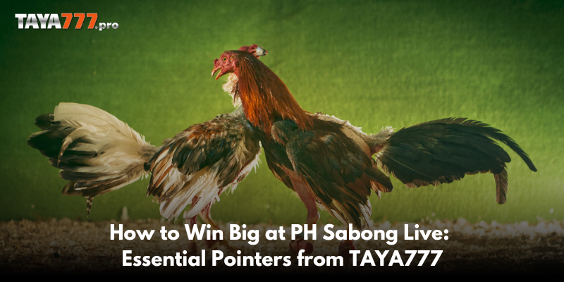 How to Win Big at PH Sabong Live Essential Pointers from TAYA777